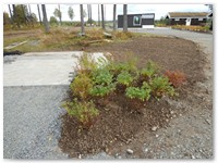 Mads Herman Fjeld Andersen